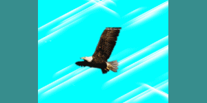anigif006.gif