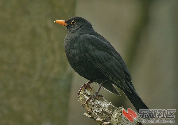 12瑞典.jpg