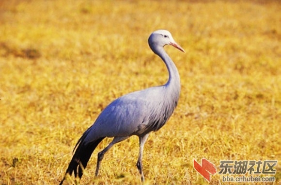 16南非.jpg