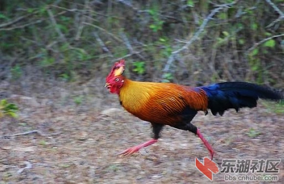 17斯里兰卡.jpg