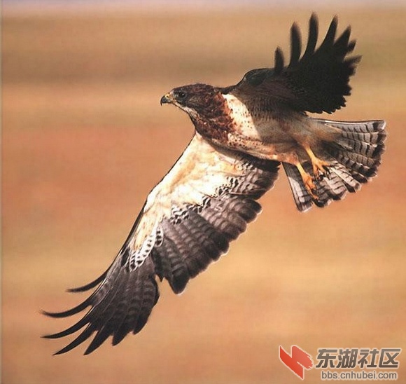 22伊拉克.jpg
