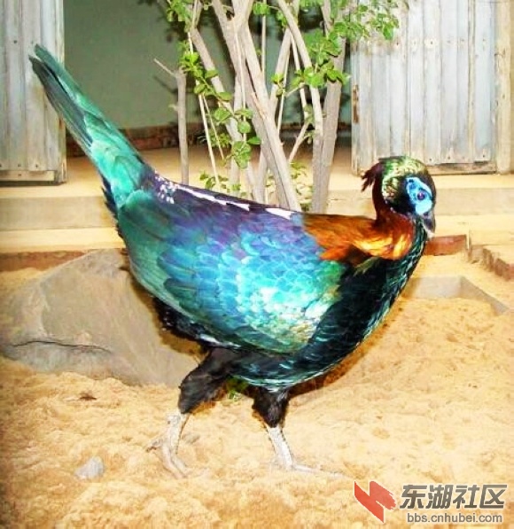 26尼泊尔.jpg