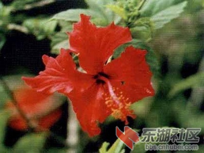 3朝鲜.jpg