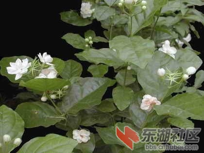 10印度尼西亚、菲律宾.jpg