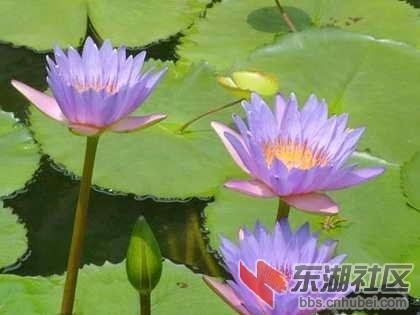 17孟加拉.jpg