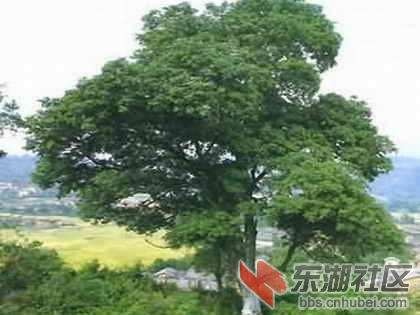 18斯里兰卡2.jpg