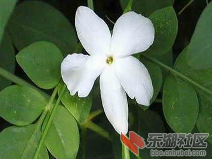 19巴基斯坦、锡金.jpg