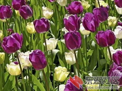 25土耳其、阿富汗.jpg