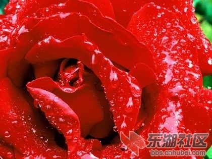 26沙特阿拉伯.jpg