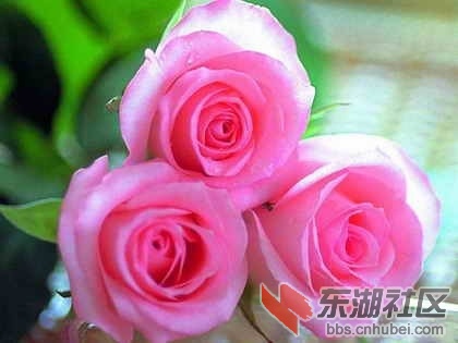 31马尔代夫.jpg