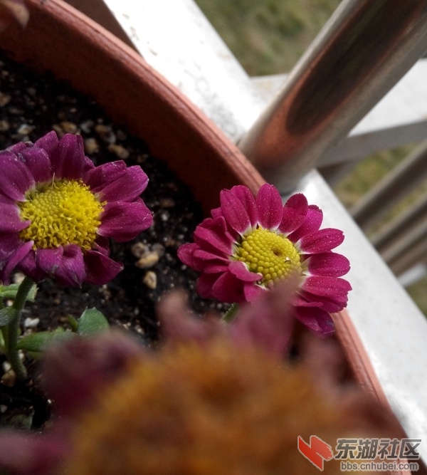 IMG_20141205_114239_副本.jpg