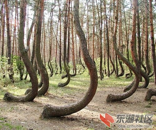 2弯曲森林.jpg