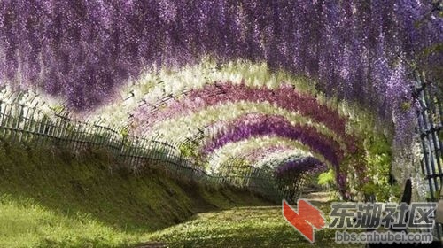 4紫藤花园.jpg