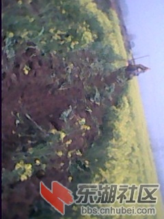 IMG0003A.jpg