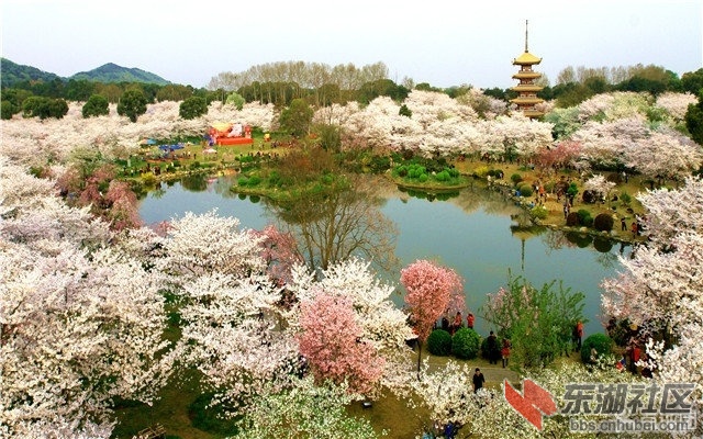 樱花园2.jpg