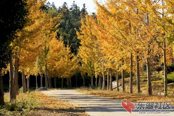 图片6  虎爪山人行道_调整大小.jpg