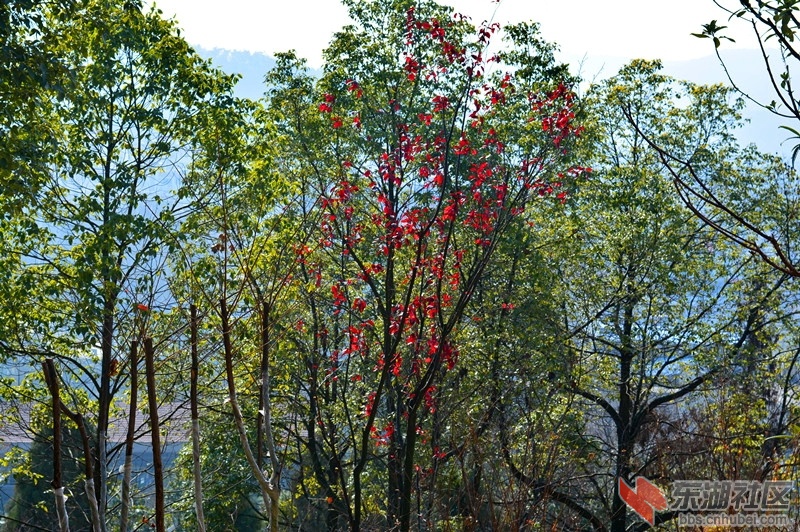 照片 511.jpg