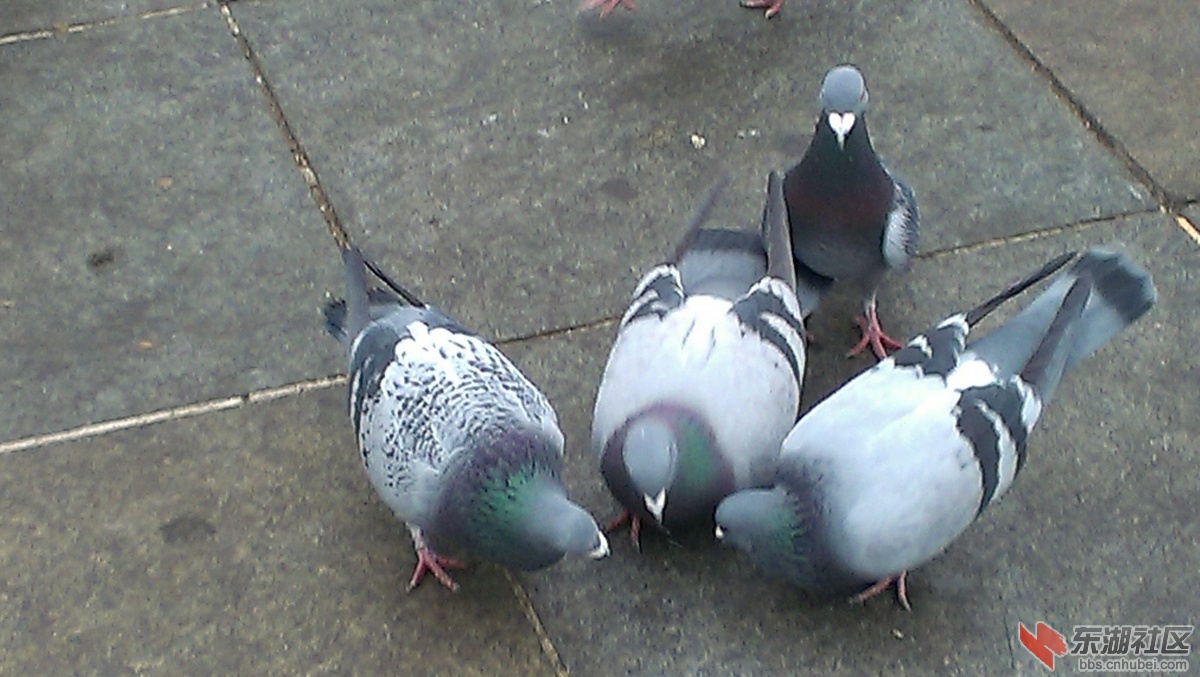IMAG9527_副本.jpg