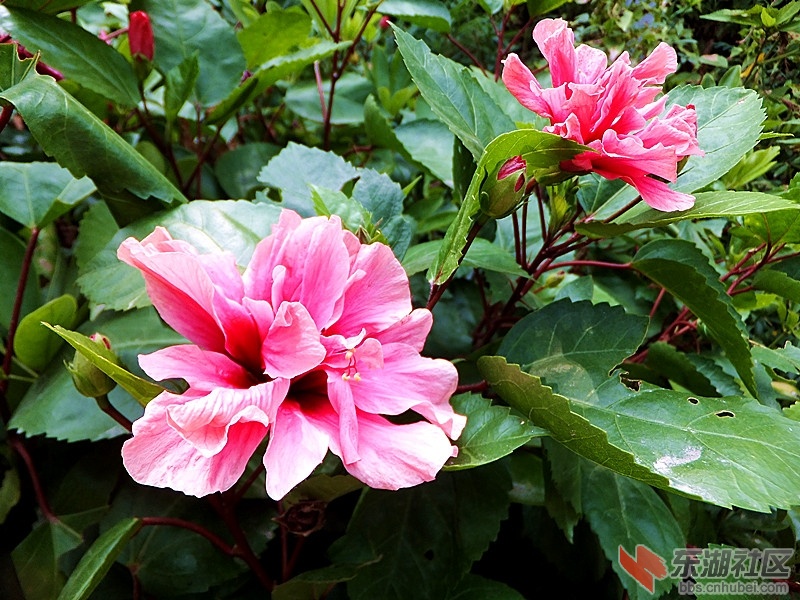 花.jpg