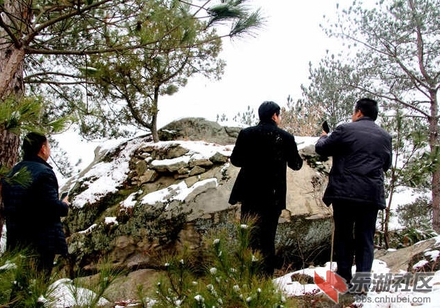 仙人托石上的柏树，其生长环境令人称道