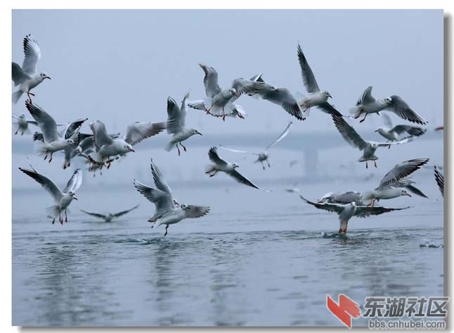 鸥飞 裴建丹（摄）