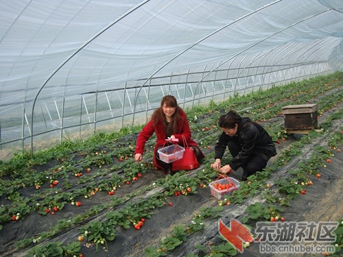 摘草莓1.jpg