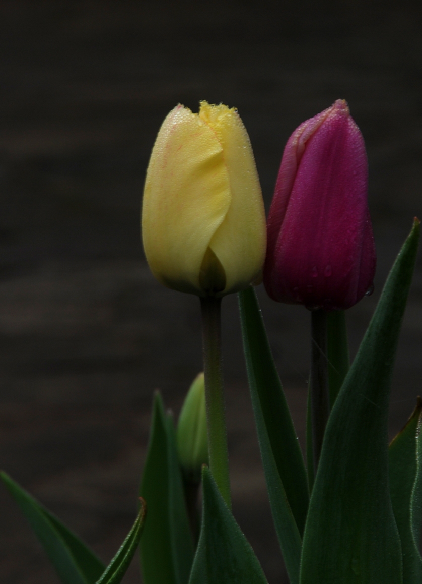 DSC_6638.JPG