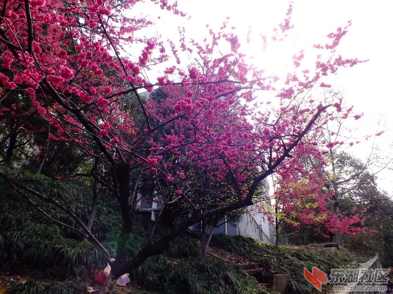 DSCF2849_调整大小.JPG
