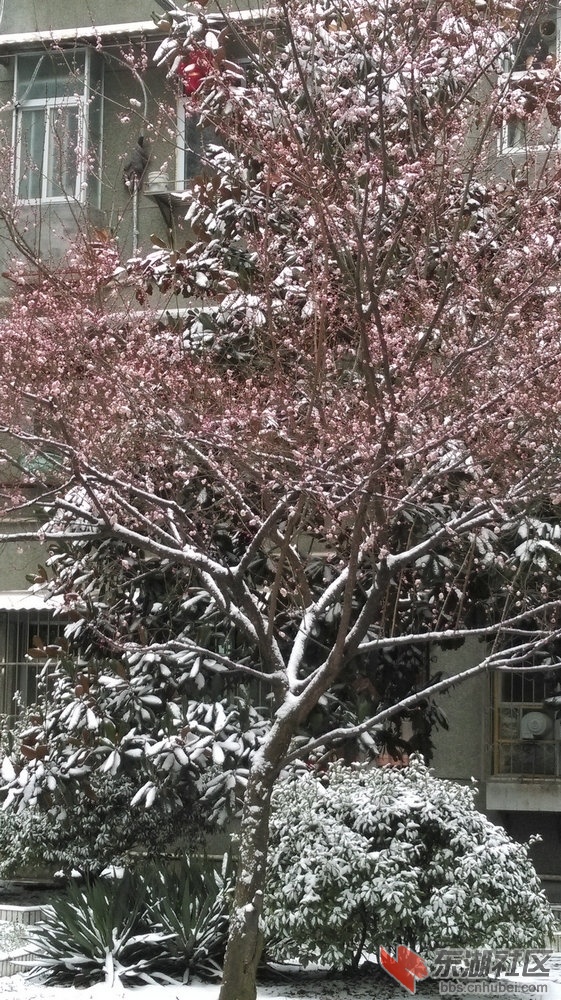 梅花1.jpg