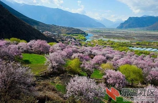 林芝桃花9.jpg
