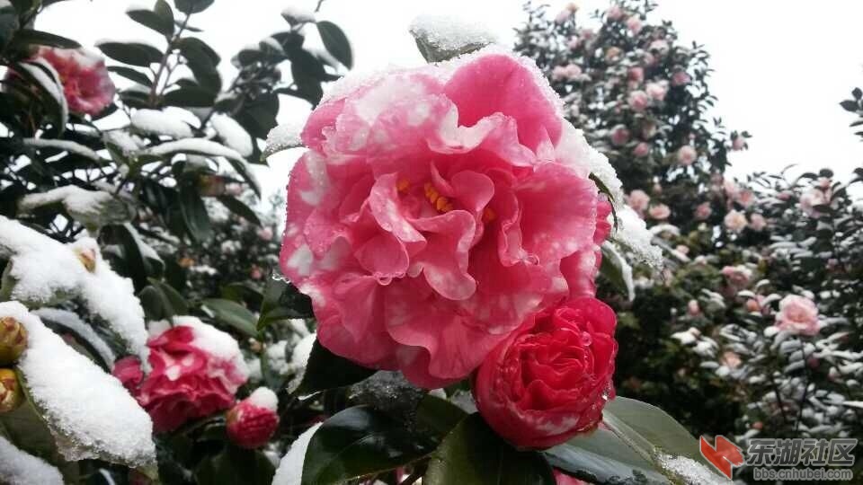 雪茶花.jpg