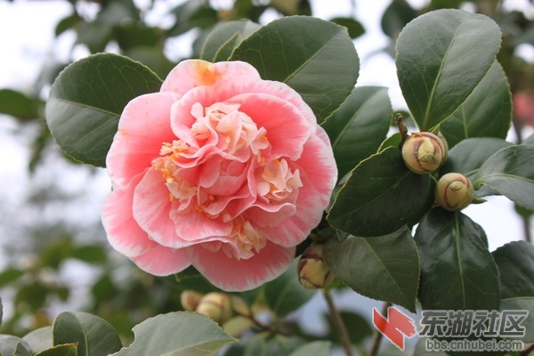 IMG_1017_调整大小.JPG