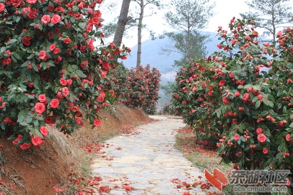 IMG_1027_调整大小.JPG