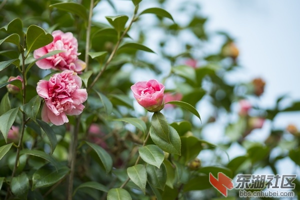 春意盎然_调整大小.jpg