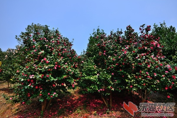 优秀奖00_调整大小.jpg