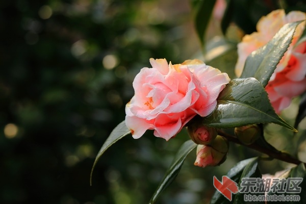 优秀奖1_调整大小.jpg