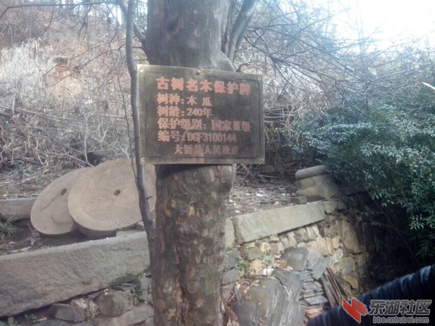 树.jpg