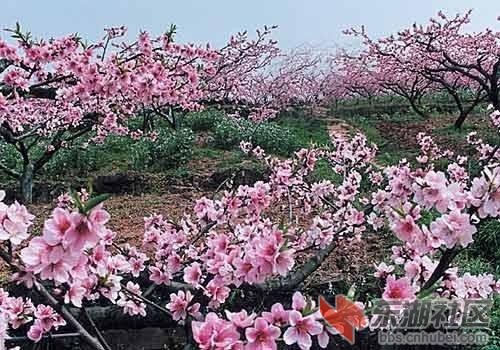 4四川成都龙泉.jpg