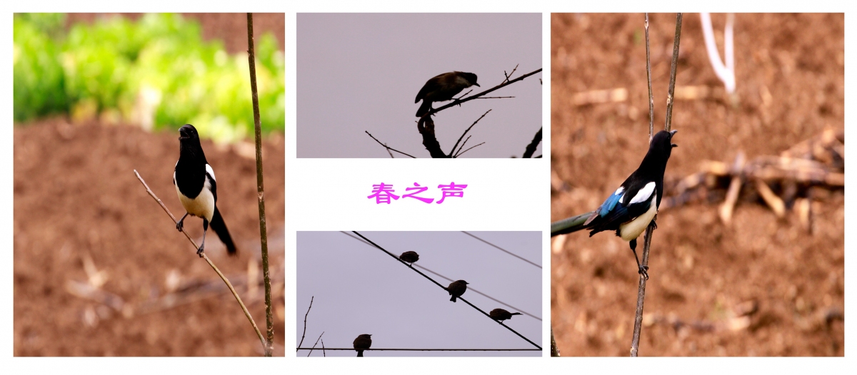 春之声.jpg
