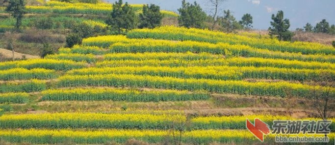 宋冲村油菜花开