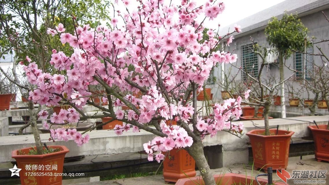 梅花17.jpg