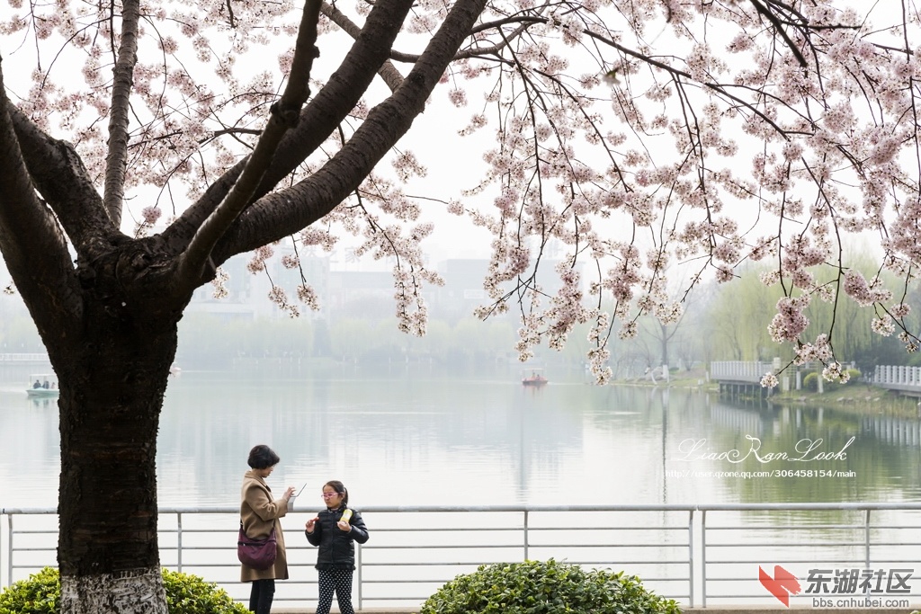 20150314-后襄河公园-垂枊-樱花-003-s.jpg