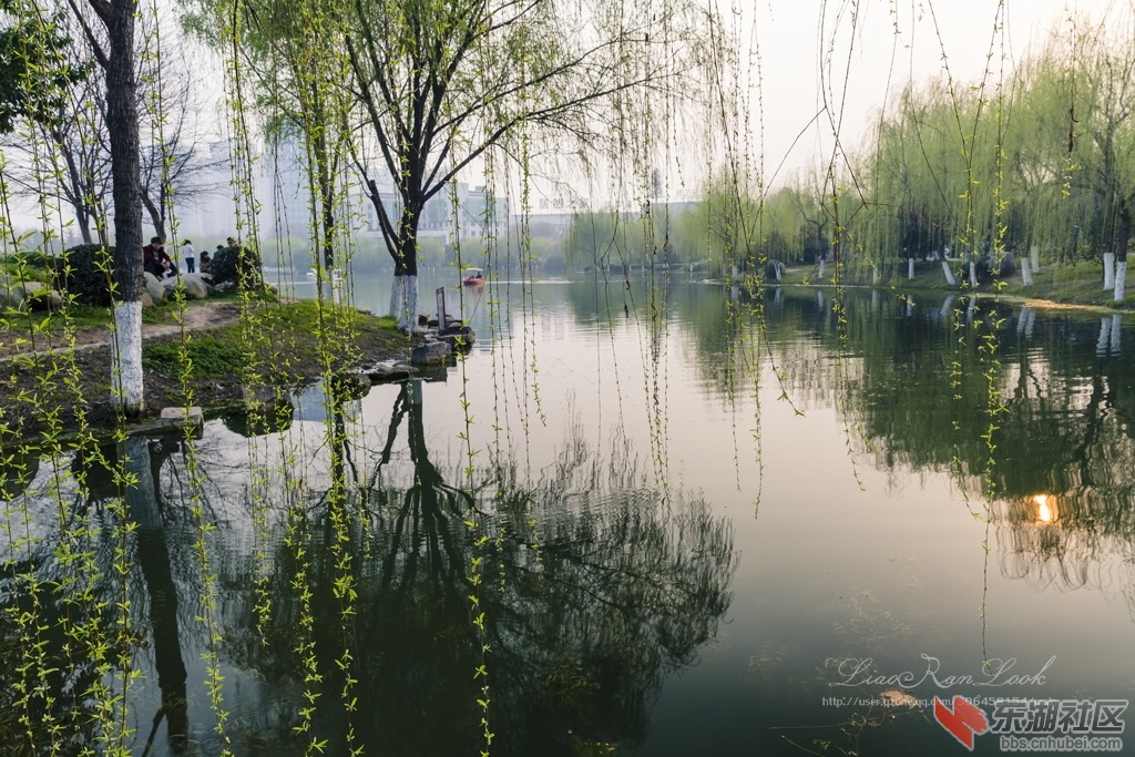 20150314-后襄河公园-垂枊-樱花-079-s.jpg