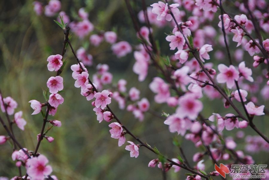 DSC_4202.JPG