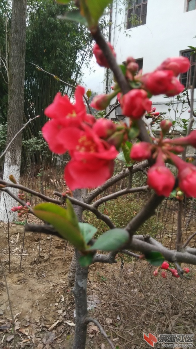 IMG_20150315_165741_编辑.jpg