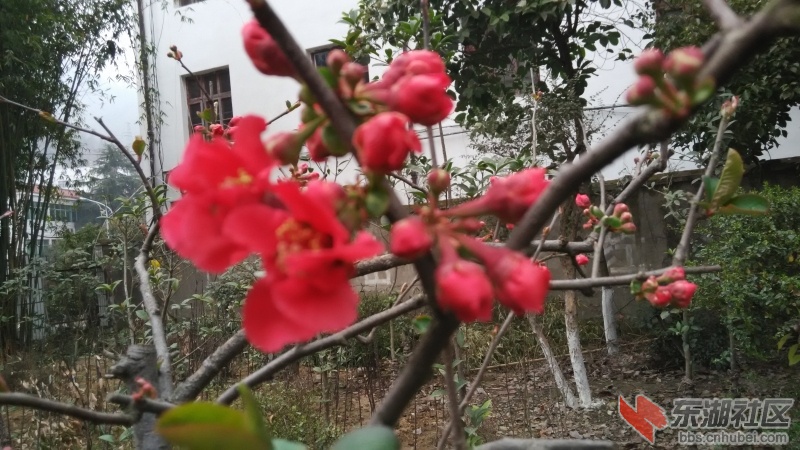 IMG_20150315_165736_编辑.jpg