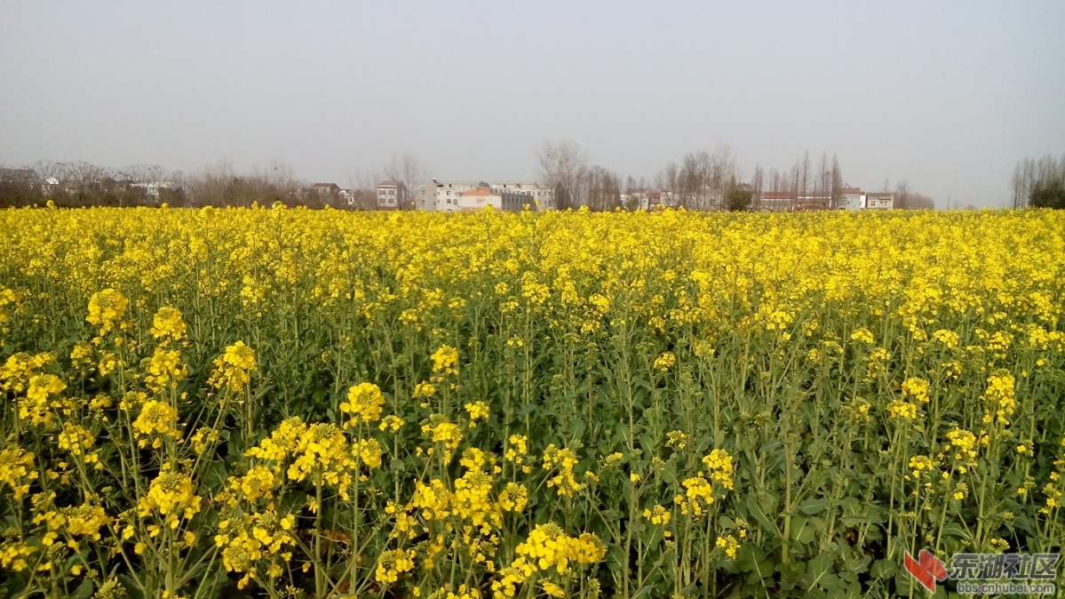 仙桃油菜花