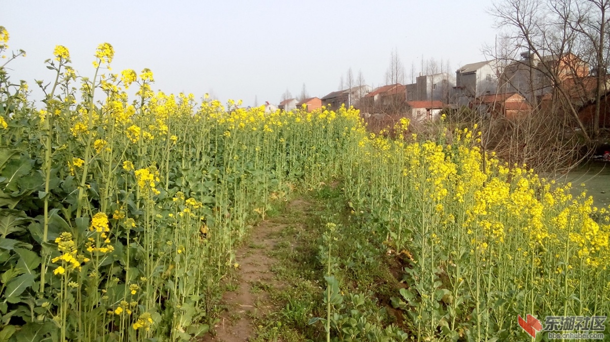 仙桃油菜花