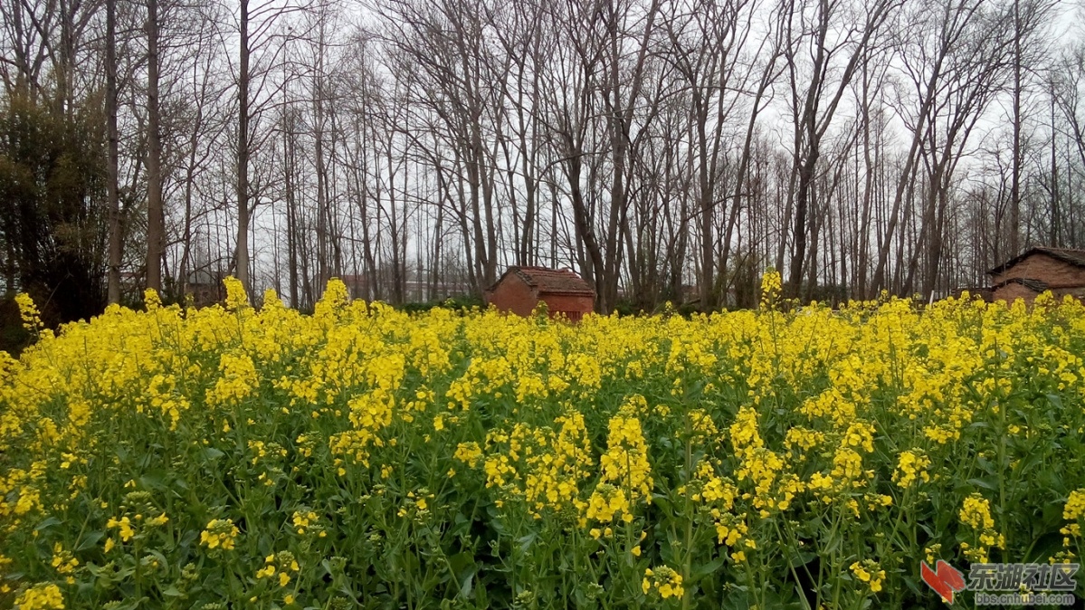 仙桃油菜花