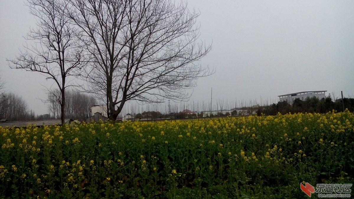 仙桃油菜花